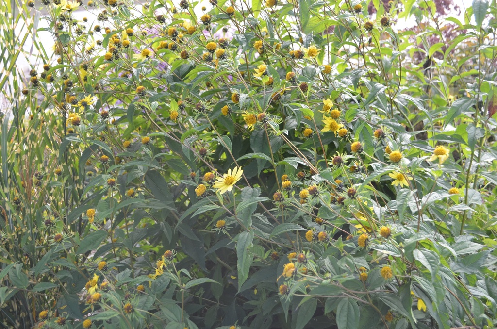 Helianthus microcephalus 'Lemon Queen' - La Pépinière d'Agnens