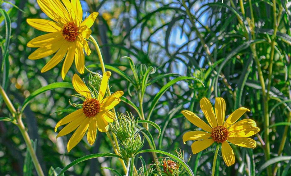 Helianthus salicifolius orgyalis - La Pépinière d'Agnens