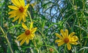 Helianthus salicifolius orgyalis - La Pépinière d'Agnens