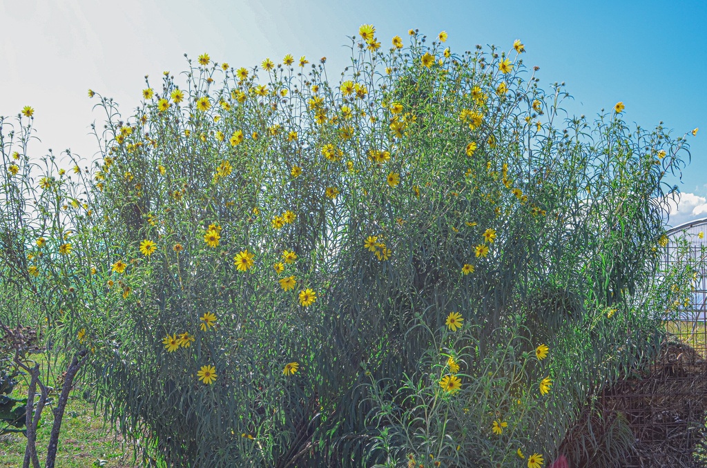 Helianthus salicifolius orgyalis - La Pépinière d'Agnens