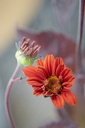 Heliopsis helianthoides v. scabra 'Bleeding Hearts' - La Pépinière d'Agnens