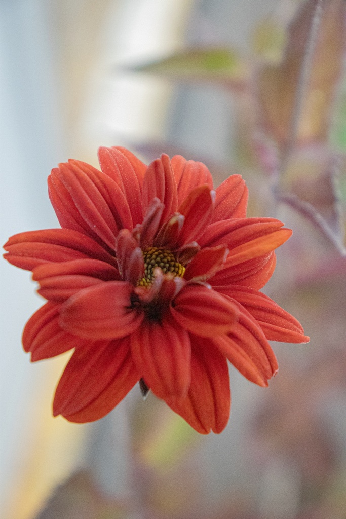 Heliopsis helianthoides v. scabra 'Bleeding Hearts' - La Pépinière d'Agnens