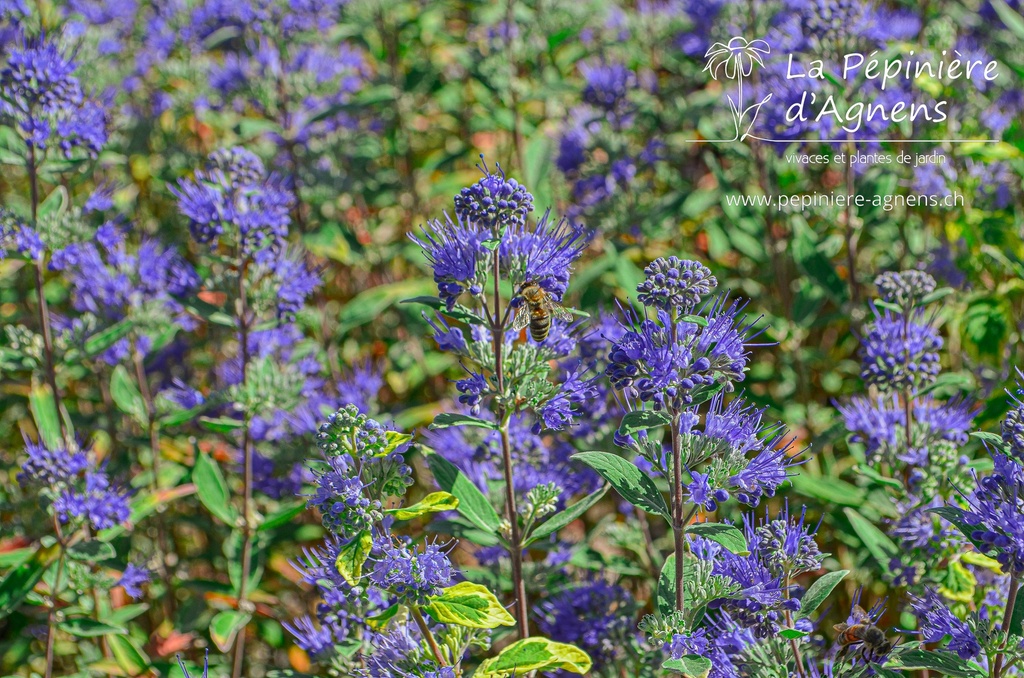 Caryopteris clandonensis 'Heavenly Blue'- La pépinière d'Agnens