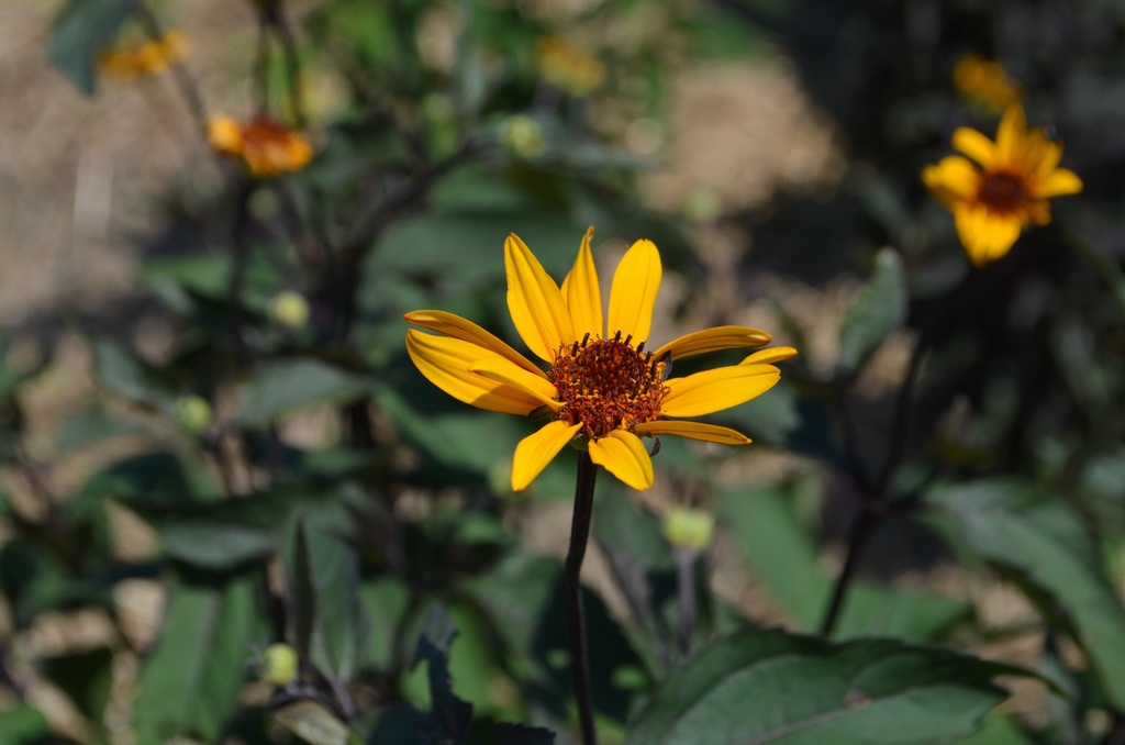 Heliopsis helianthoides v. scabra 'Summer Nights' - La Pépinière d'Agnens