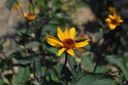 Heliopsis helianthoides v. scabra 'Summer Nights' - La Pépinière d'Agnens
