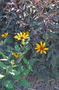 Heliopsis helianthoides v. scabra 'Summer Nights' - La Pépinière d'Agnens