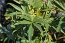 Helleborus foetidus - La Pépinière d'Agnens