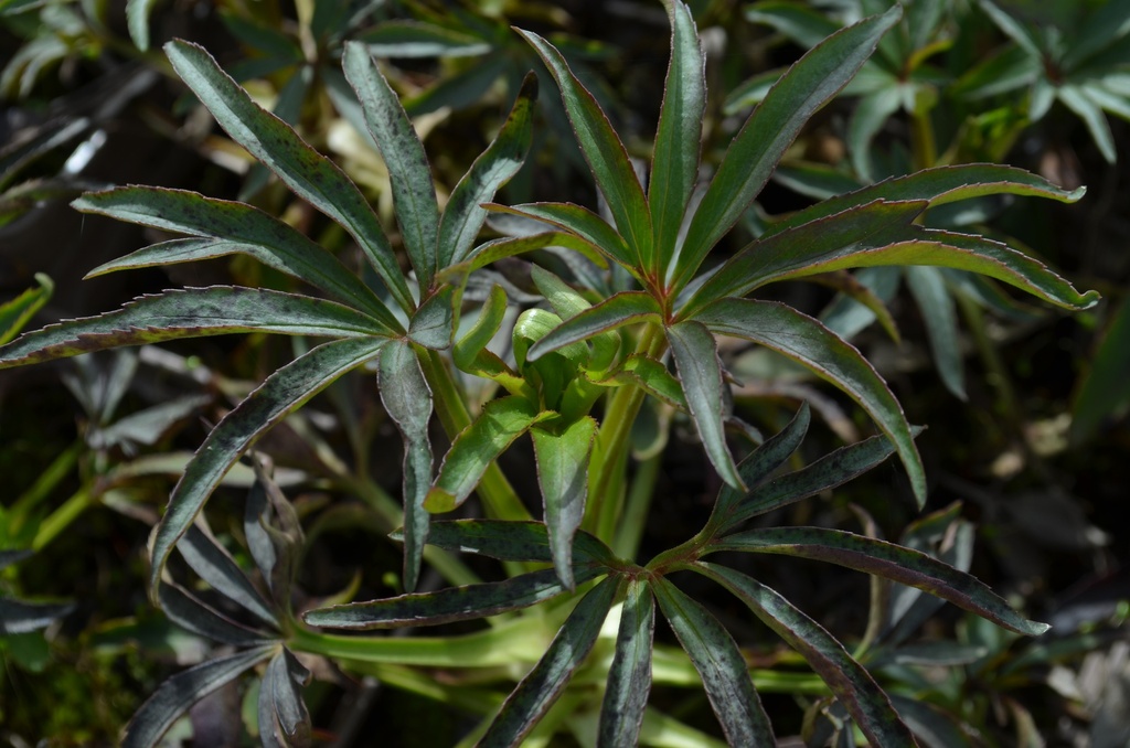 Helleborus foetidus - La Pépinière d'Agnens