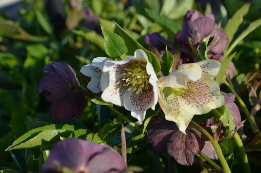 Helleborus orientalis 'Mix' - La Pépinière d'Agnens
