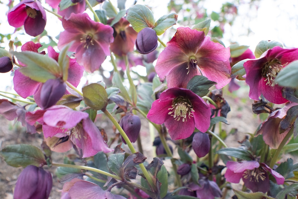Helleborus orientalis 'Mix' - La Pépinière d'Agnens