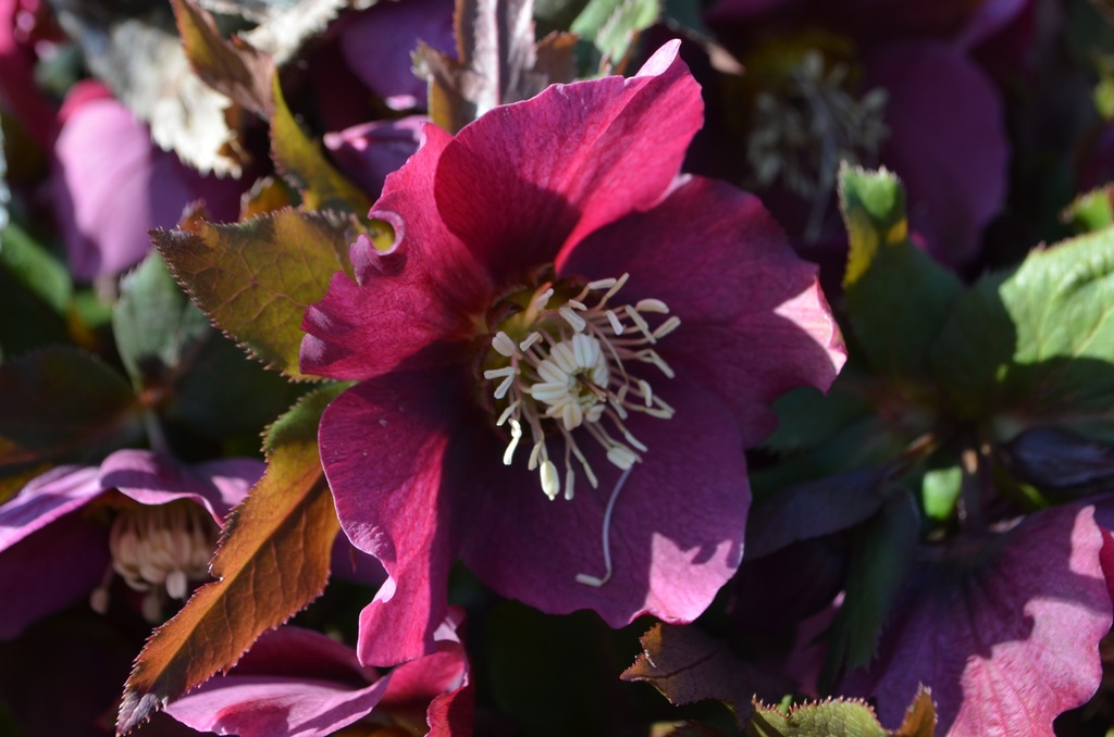 Helleborus orientalis 'Pink Lady' - La Pépinière d'Agnens