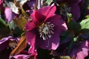 Helleborus orientalis 'Pink Lady' - La Pépinière d'Agnens