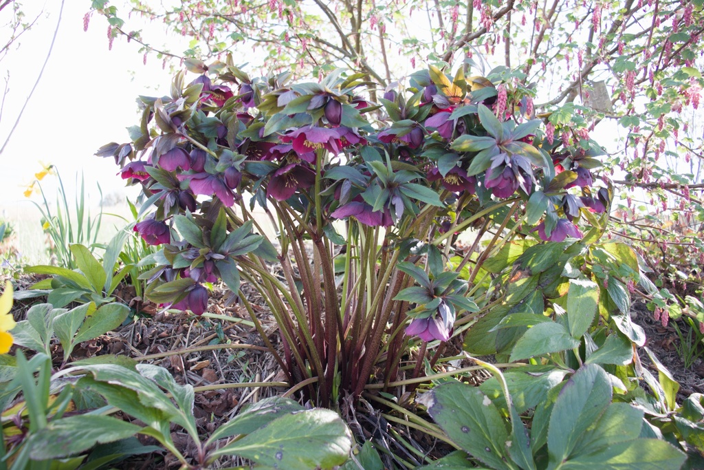 Helleborus orientalis 'Red Lady' - La Pépinière d'Agnens