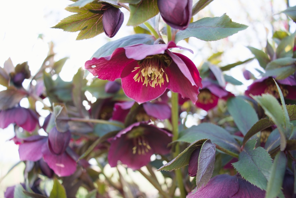 Helleborus orientalis 'Red Lady' - La Pépinière d'Agnens