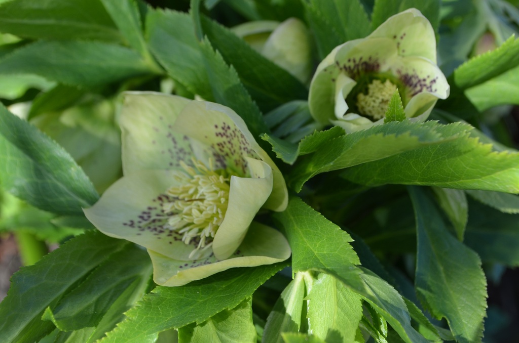 Helleborus orientalis 'White Spotted Lady'Helleborus orientalis 'White Spotted Double'