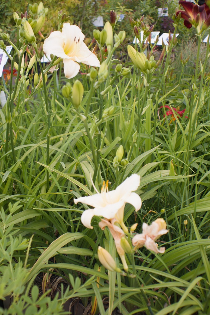 Hemerocallis hybride 'Arctic Snow'Helleborus orientalis 'White Spotted Double'