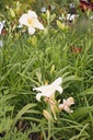 Hemerocallis hybride 'Arctic Snow'Helleborus orientalis 'White Spotted Double'