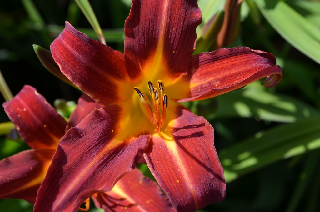 Hemerocallis hybride 'Black Prince' - La Pépinière d'Agnens