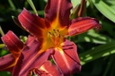 Hemerocallis hybride 'Black Prince' - La Pépinière d'Agnens