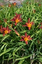 Hemerocallis hybride 'Black Prince' - La Pépinière d'Agnens