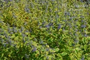 Caryopteris clandonensis 'Summer Sorbet'- La pépinière d'Agnens