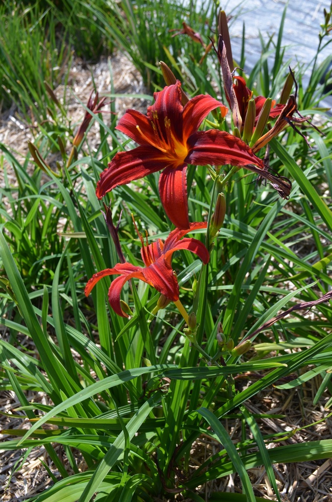 Hemerocallis hybride 'Crimson Pirate' - La Pépinière d'Agnens