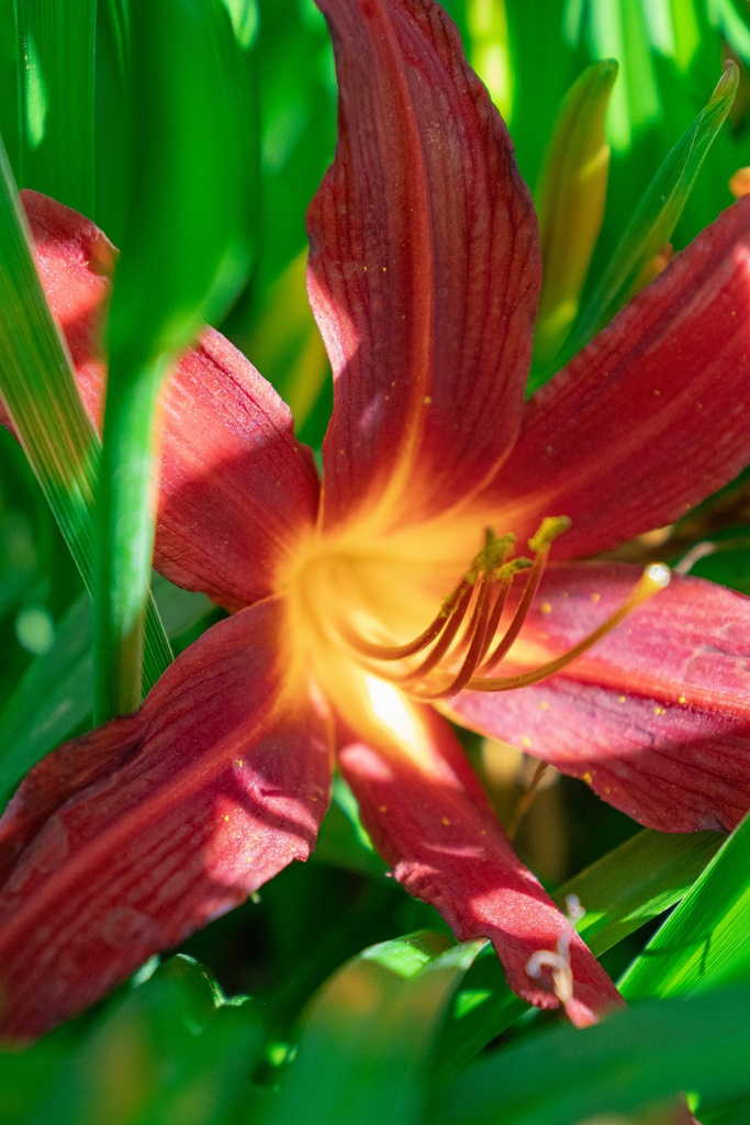 Hemerocallis hybride 'Crimson Pirate' - La Pépinière d'Agnens