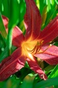 Hemerocallis hybride 'Crimson Pirate' - La Pépinière d'Agnens