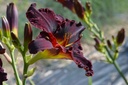 Hemerocallis hybride 'Ed Murray' - La Pépinière d'Agnens