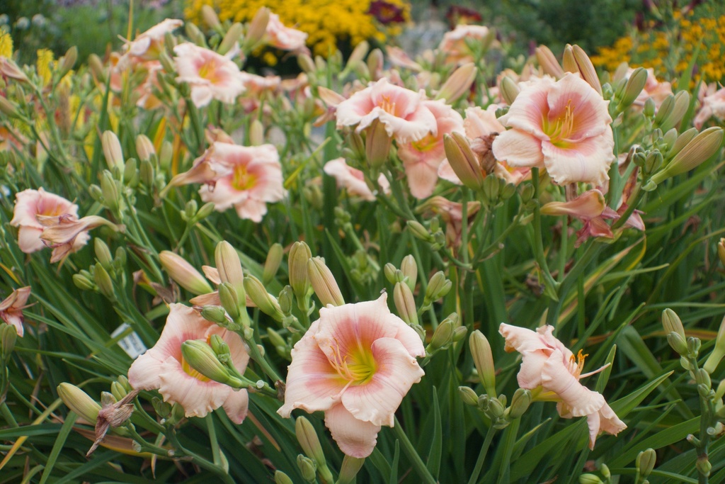 Hemerocallis hybride 'Janice Brown' - La Pépinière d'Agnens