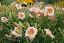 Hemerocallis hybride 'Janice Brown' - La Pépinière d'Agnens