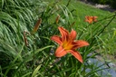 Hemerocallis hybride 'Rajah' - La Pépinière d'Agnens