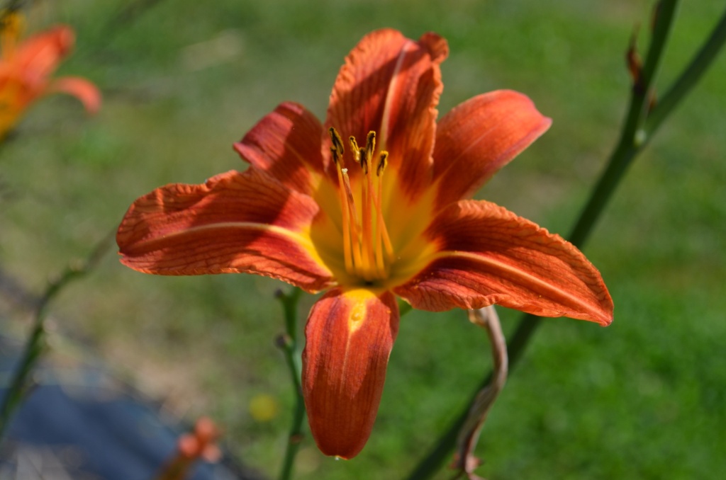 Hemerocallis hybride 'Rajah' - La Pépinière d'Agnens