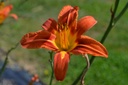 Hemerocallis hybride 'Rajah' - La Pépinière d'Agnens