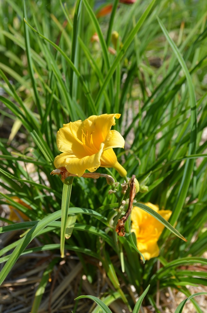 Hemerocallis hybride 'Stella de Oro' - La Pépinière d'Agnens