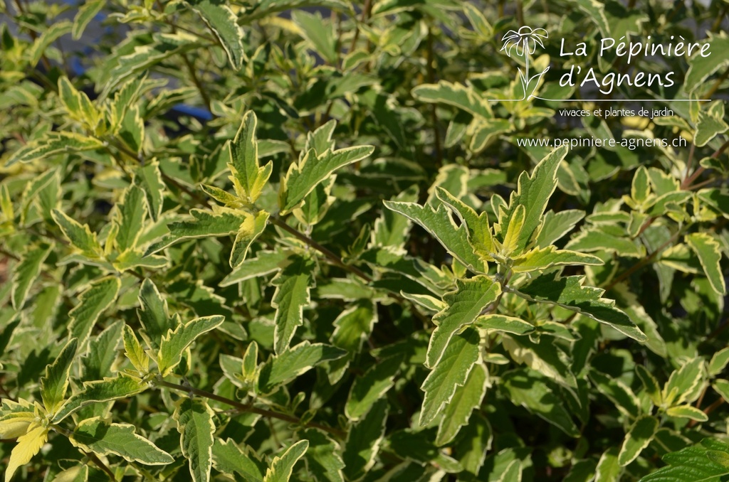 Caryopteris clandonensis 'White Surpris'- La pépinière d'Agnens