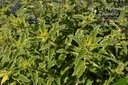 Caryopteris clandonensis 'White Surpris'- La pépinière d'Agnens