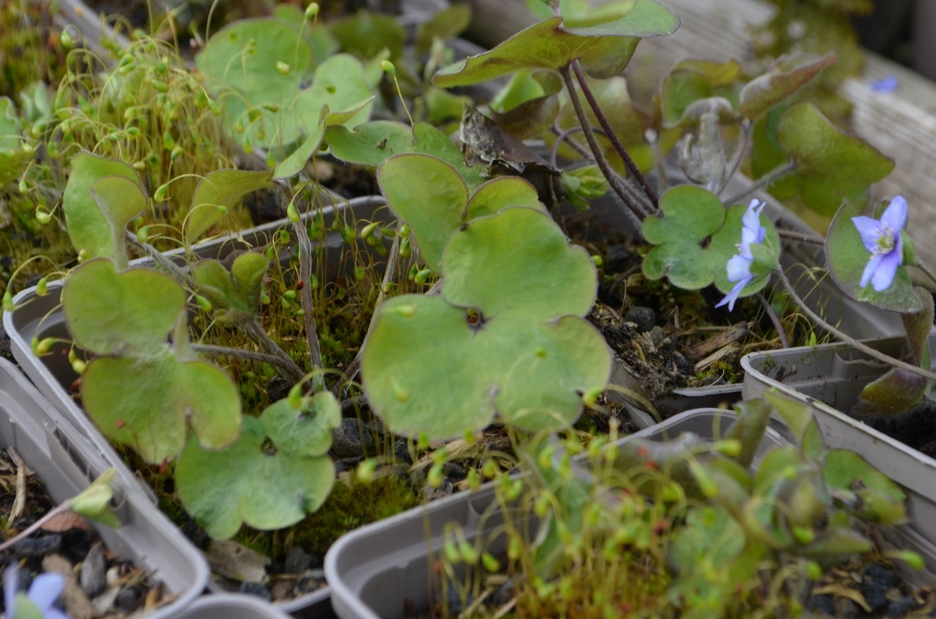 Hepatica nobilis - La Pépinière d'Agnens