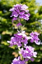 Hesperis matronalis - La Pépinière d'Agnens