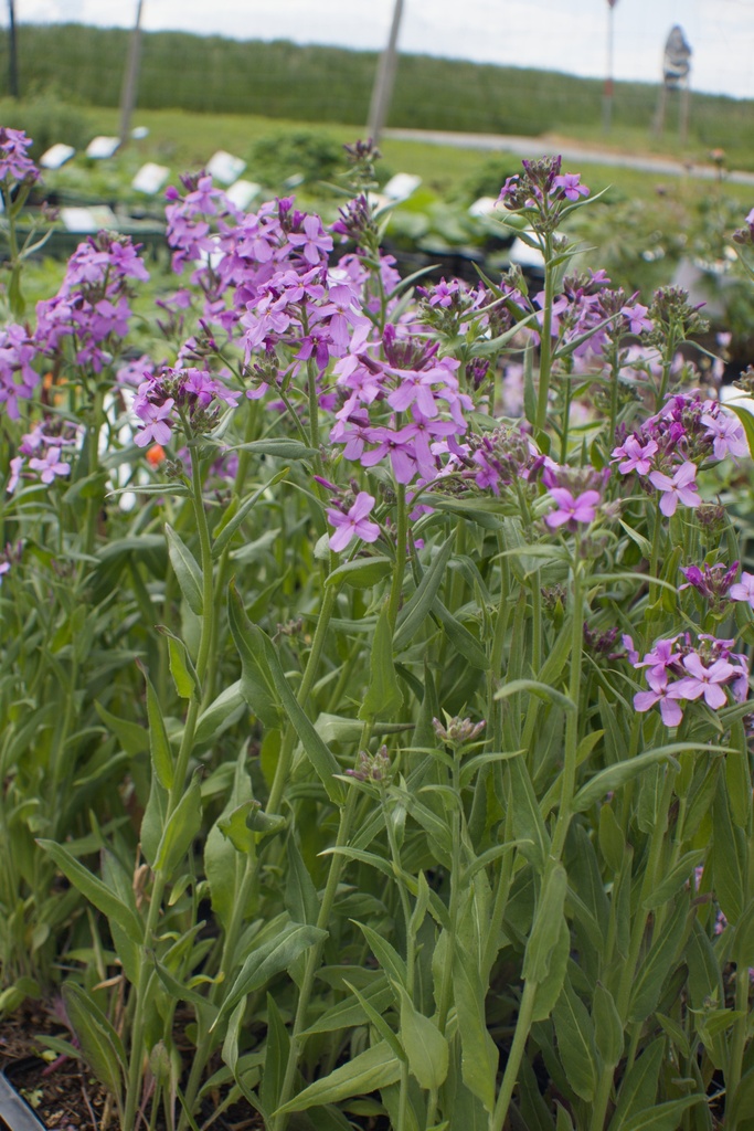 Hesperis matronalis - La Pépinière d'Agnens