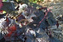 Heuchera micrantha 'Palace Purple' - La Pépinière d'Agnens
