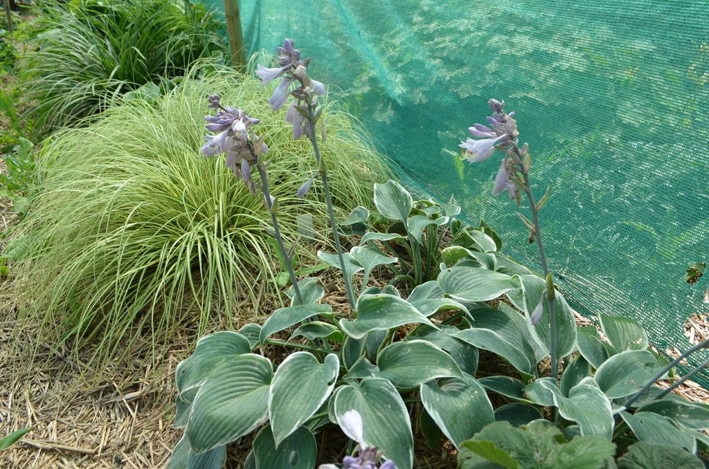 Hosta hybride 'El Nino' - La Pépinière d'Agnens