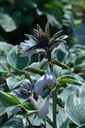 Hosta hybride 'El Nino' - La Pépinière d'Agnens
