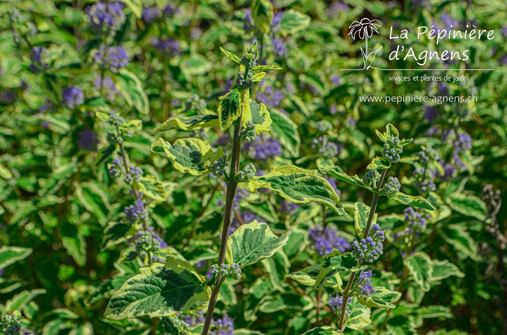 Caryopteris clandonensis 'White Surpris'- La pépinière d'Agnens