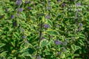 Caryopteris clandonensis 'White Surpris'- La pépinière d'Agnens