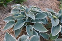 Hosta hybride 'El Nino' - La Pépinière d'Agnens