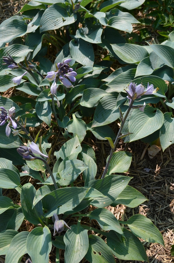 Hosta hybride 'Halcyon' - La Pépinière d'Agnens