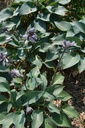 Hosta hybride 'Halcyon' - La Pépinière d'Agnens