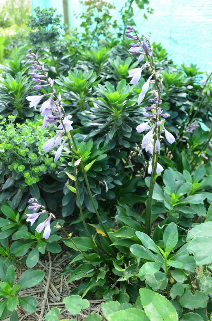 Hosta hybride 'Harry van Trier' - La Pépinière d'Agnens