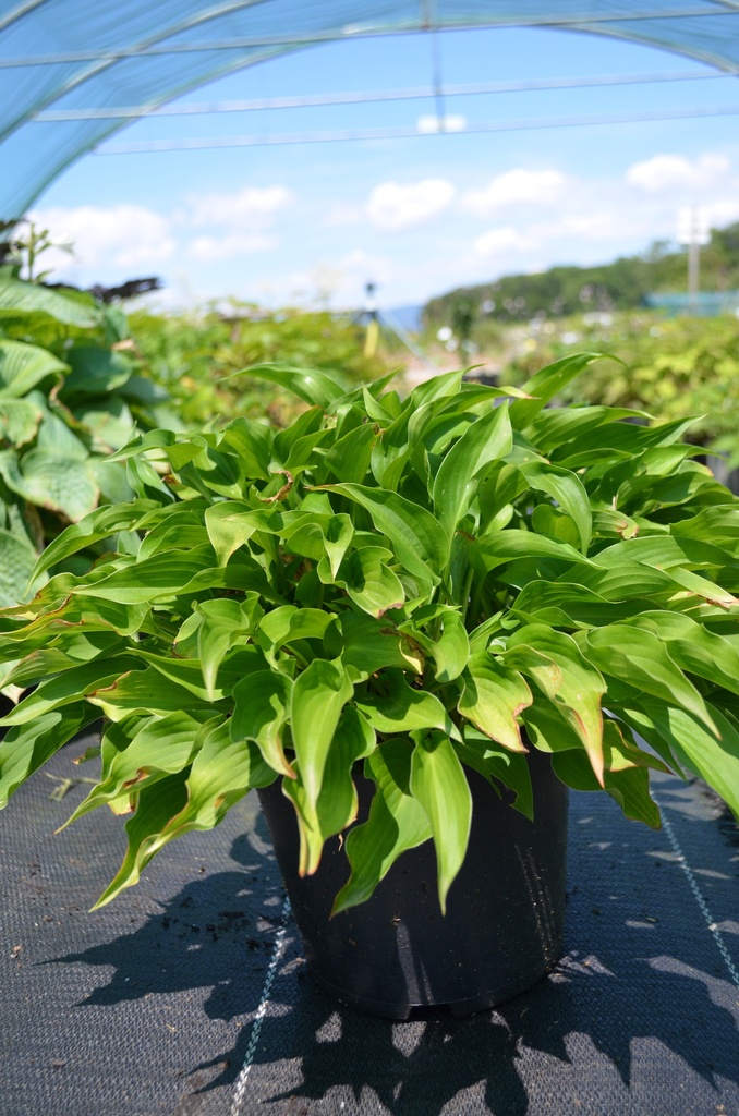 Hosta hybride 'Harry van Trier' - La Pépinière d'Agnens